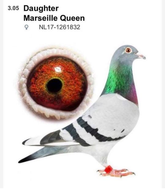 832 Consangvină Witbuik - Vochin Gelu FlitsB