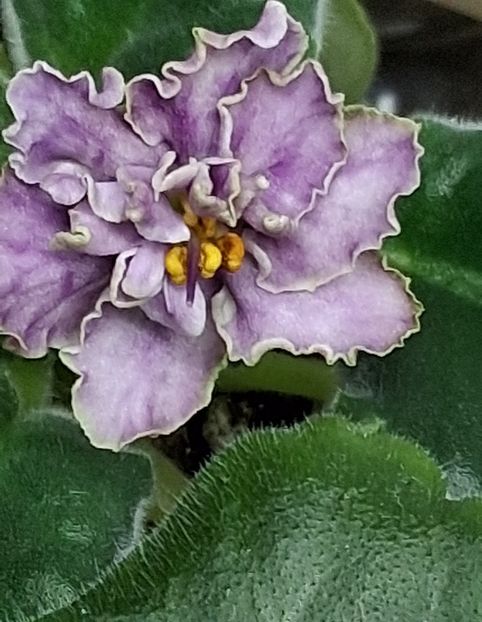  - AV Damasskaya Rosa