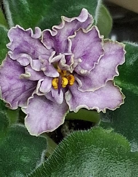  - AV Damasskaya Rosa