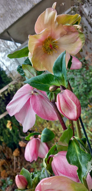 2025 Decembrie - Inceput sezon nou - Helleborus - Spanz