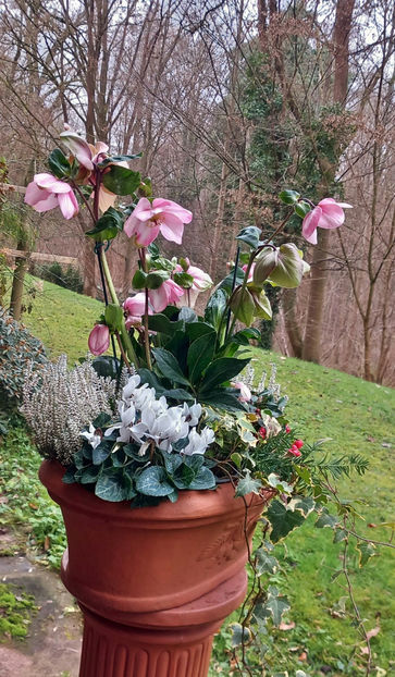  - Helleborus - Spanz