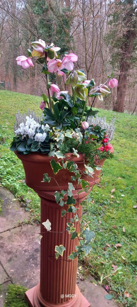  - Helleborus - Spanz