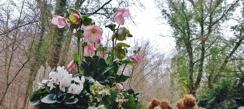  - Helleborus - Spanz