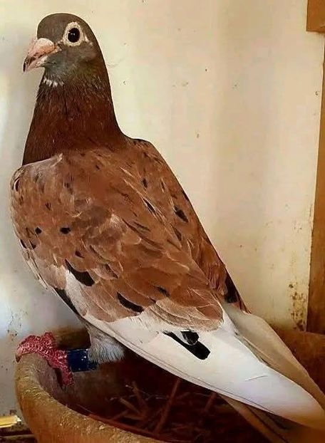  - Nu îmi aparțin 11