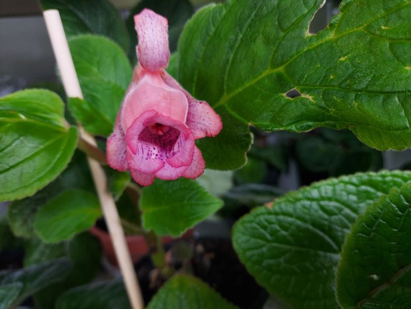 64 - 1-A-Siningii din semințe