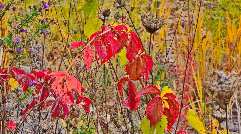 AUTUMN 1b - CANADIAN AUTUMN - Toamna canadiana