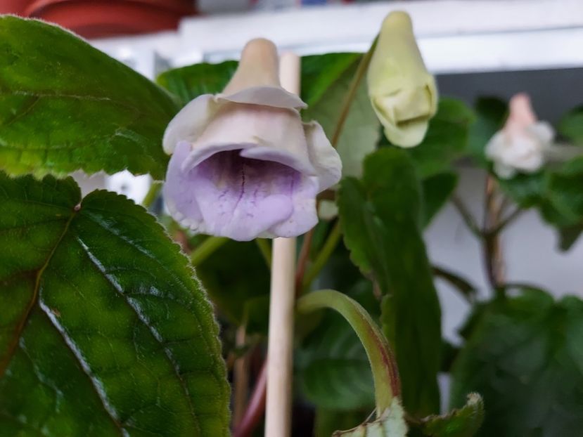 65 - 1-A-Siningii din semințe