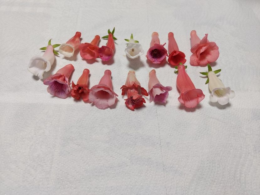  - 1-A-Siningii din semințe