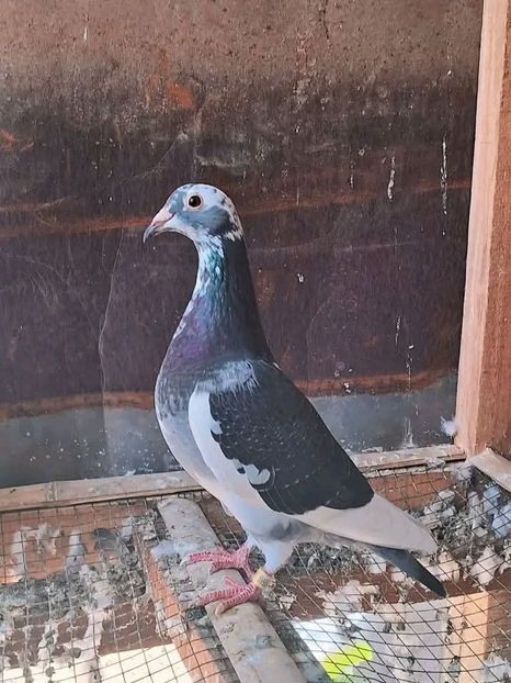  - Nu îmi aparțin 11