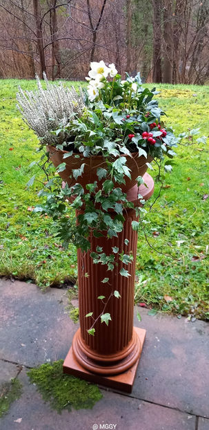  - Helleborus - Spanz