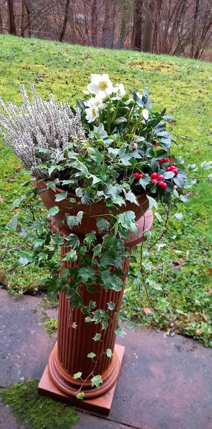  - Helleborus - Spanz