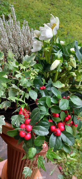  - Helleborus - Spanz