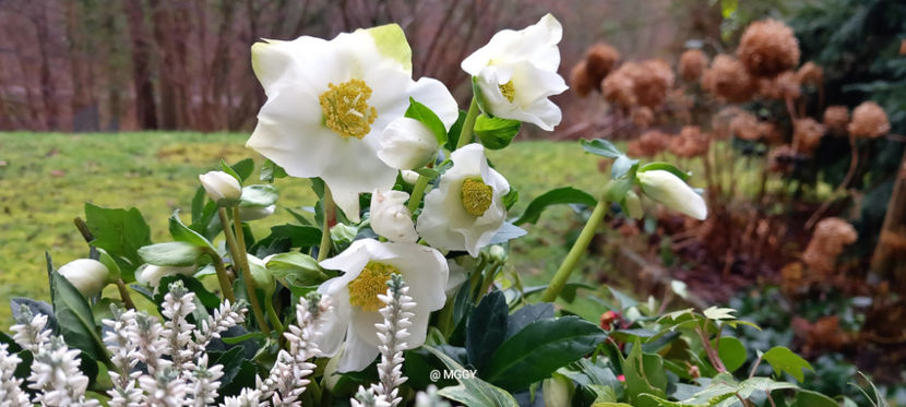  - Helleborus - Spanz