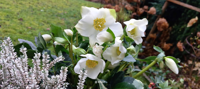  - Helleborus - Spanz