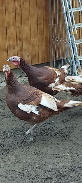 Screenshot_20251211_140129_Gallery - Curci red bourbon!