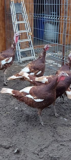 Screenshot_20251211_140011_Gallery - Curci red bourbon!