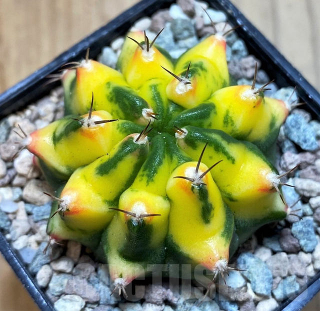 Gymnocalycium mihanovichii Moon Grown - Gymnocalycium mihanovichii Moon Grown