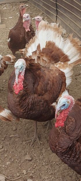 Screenshot_20251212_111551_Gallery - Curci red bourbon!