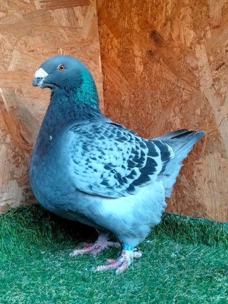 IMG20251211153356 - MATCĂ MASCULI AGH 2026