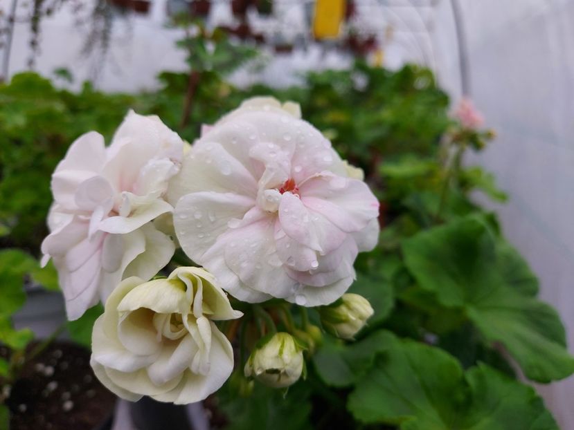 TA Mademoiselle - A-Muscate 2025