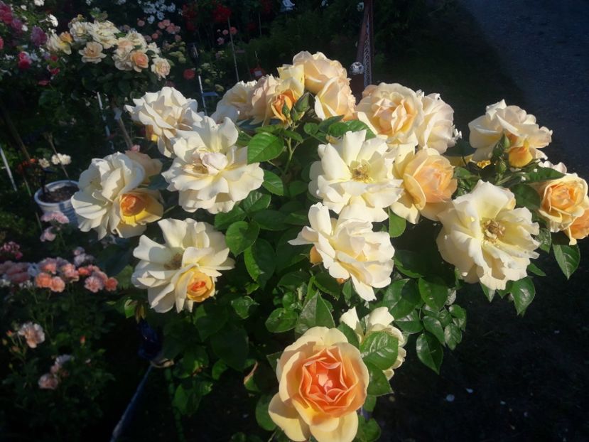  - TRANDAFIRI POMISORI -2025 -