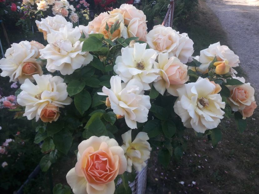  - TRANDAFIRI POMISORI -2025 -