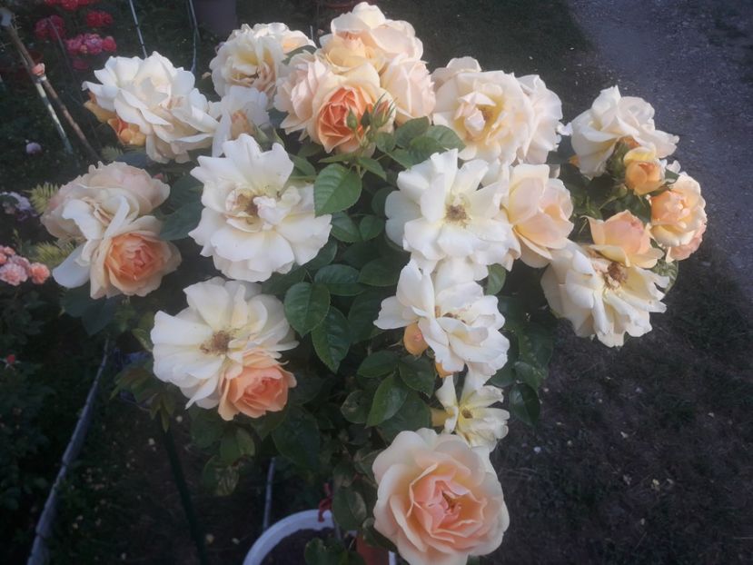  - TRANDAFIRI POMISORI -2025 -