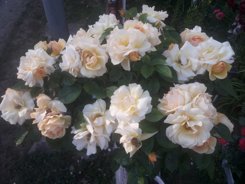  - TRANDAFIRI POMISORI -2025 -