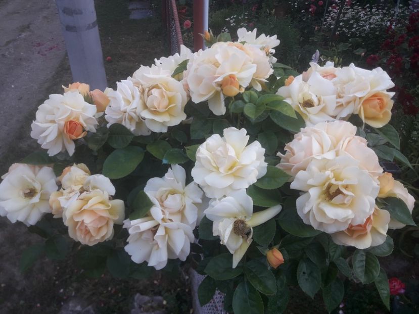  - TRANDAFIRI POMISORI -2025 -