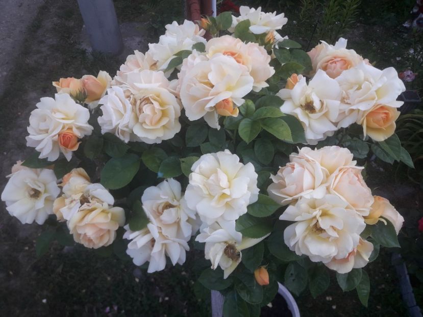  - TRANDAFIRI POMISORI -2025 -