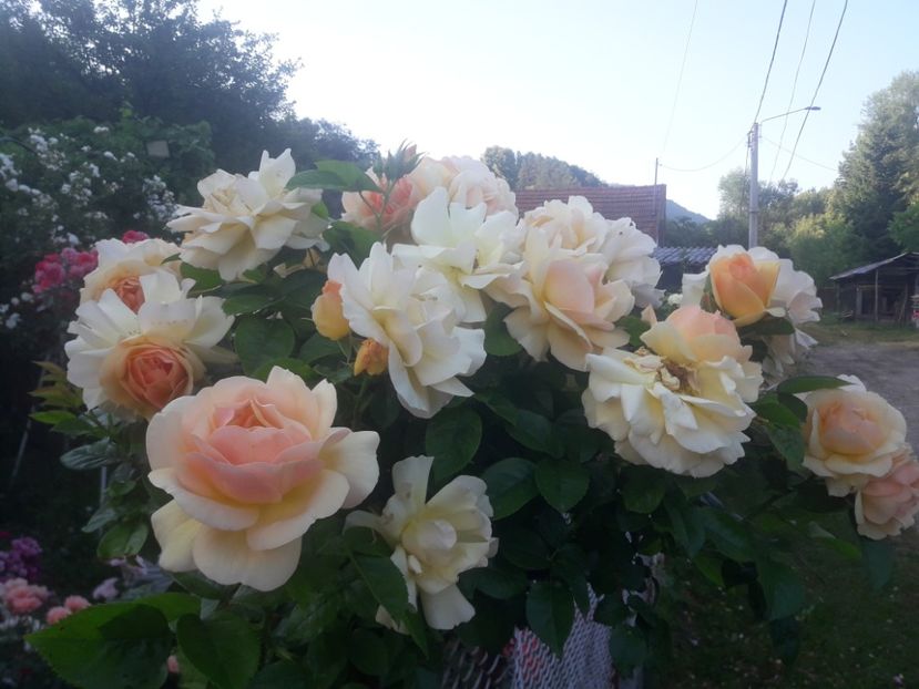  - TRANDAFIRI POMISORI -2025 -