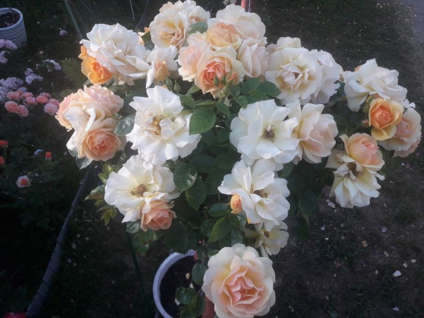  - TRANDAFIRI POMISORI -2025 -