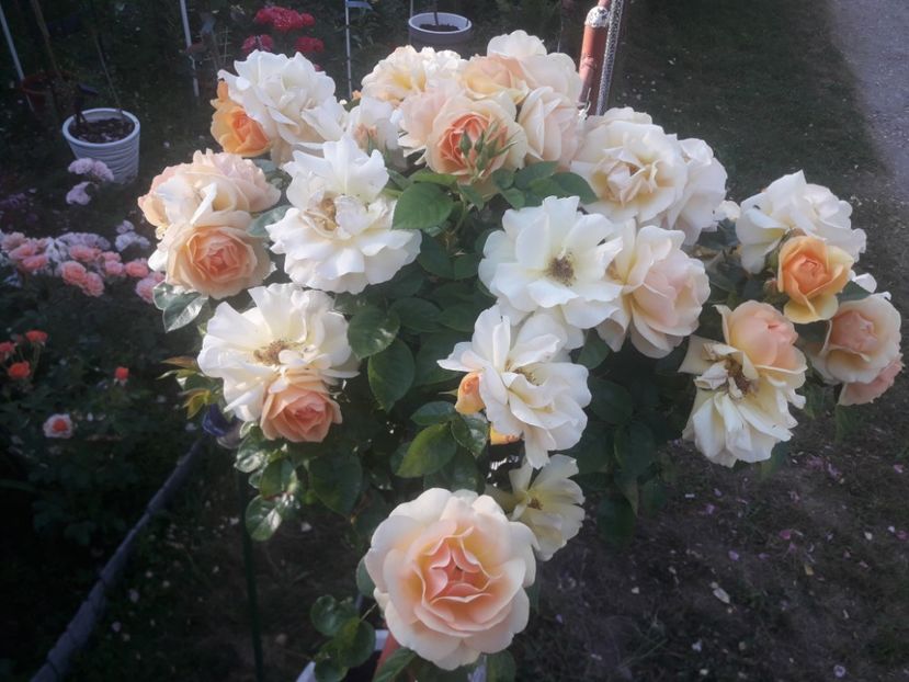  - TRANDAFIRI POMISORI -2025 -