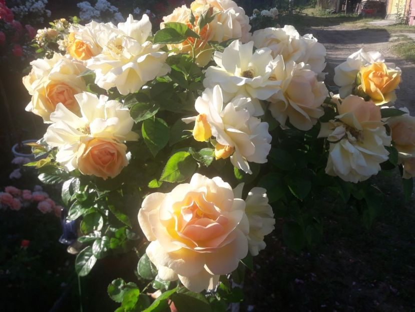  - TRANDAFIRI POMISORI -2025 -