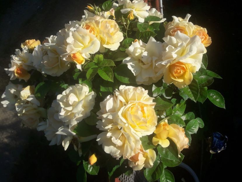  - TRANDAFIRI POMISORI -2025 -