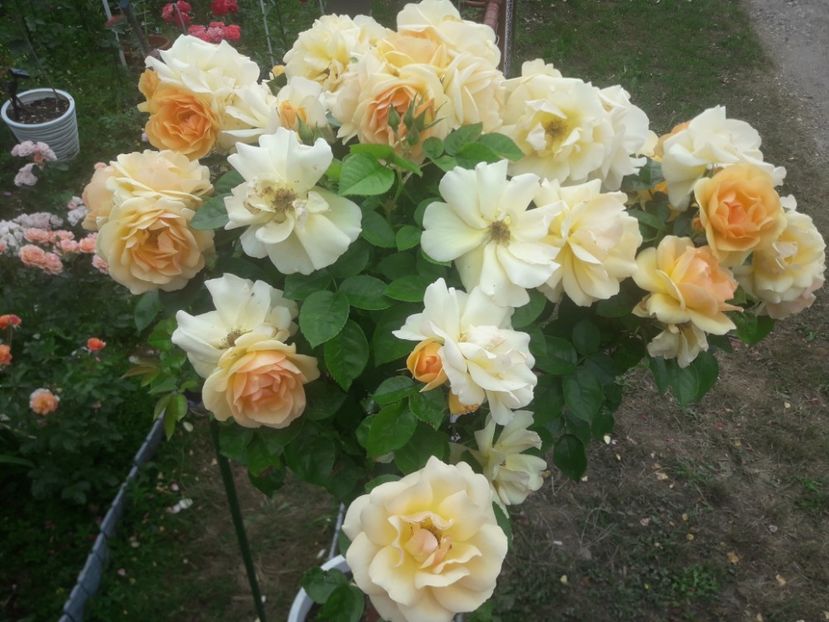  - TRANDAFIRI POMISORI -2025 -