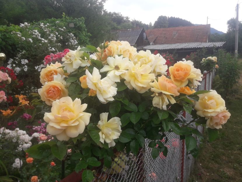  - TRANDAFIRI POMISORI -2025 -