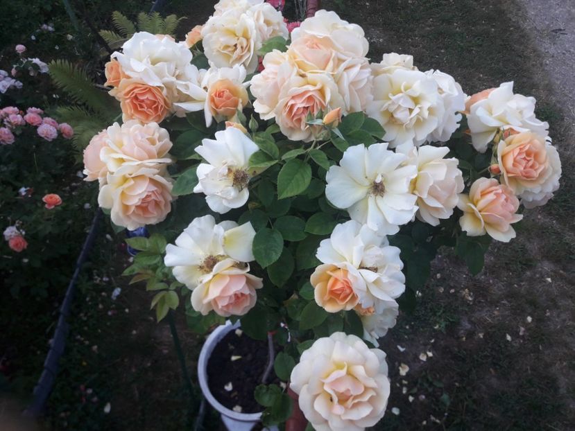  - TRANDAFIRI POMISORI -2025 -