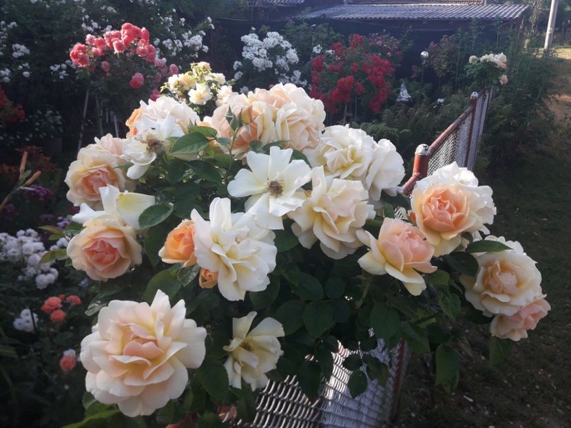  - TRANDAFIRI POMISORI -2025 -