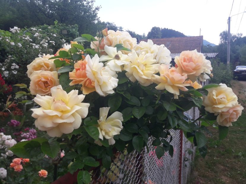  - TRANDAFIRI POMISORI -2025 -