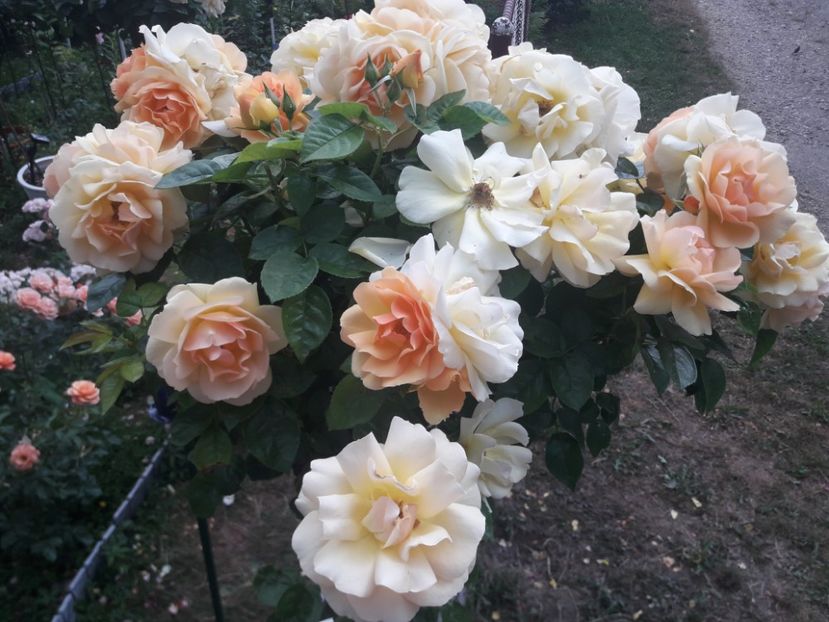  - TRANDAFIRI POMISORI -2025 -