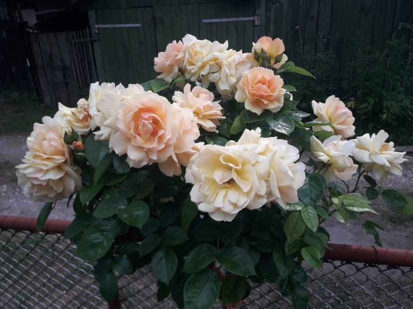  - TRANDAFIRI POMISORI -2025 -