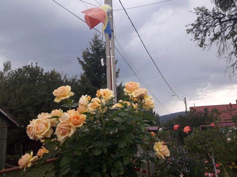  - TRANDAFIRI POMISORI -2025 -