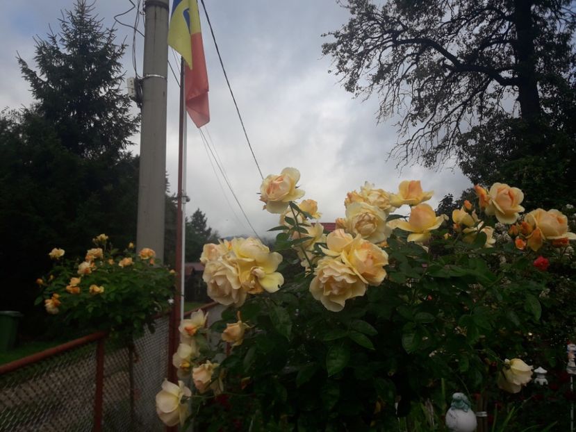  - TRANDAFIRI POMISORI -2025 -