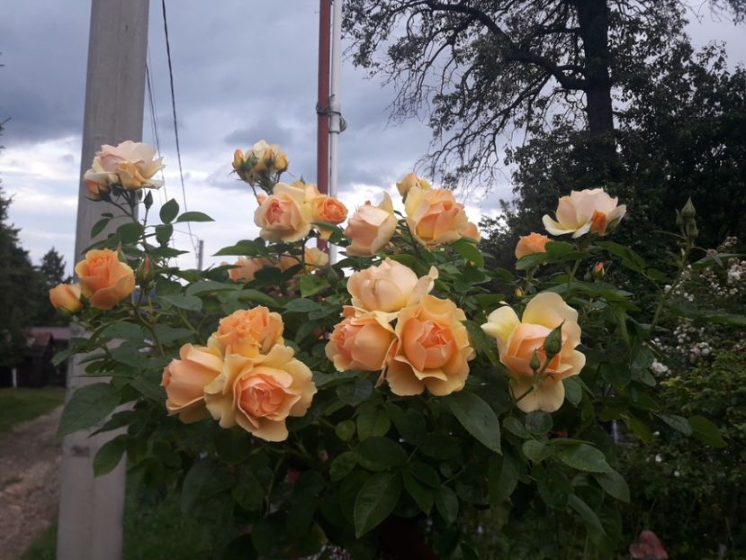  - TRANDAFIRI POMISORI -2025 -