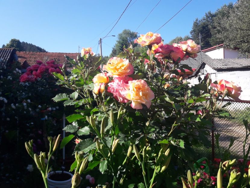  - TRANDAFIRI POMISORI -2025 -