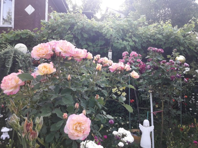  - TRANDAFIRI POMISORI -2025 -