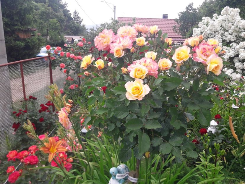  - TRANDAFIRI POMISORI -2025 -