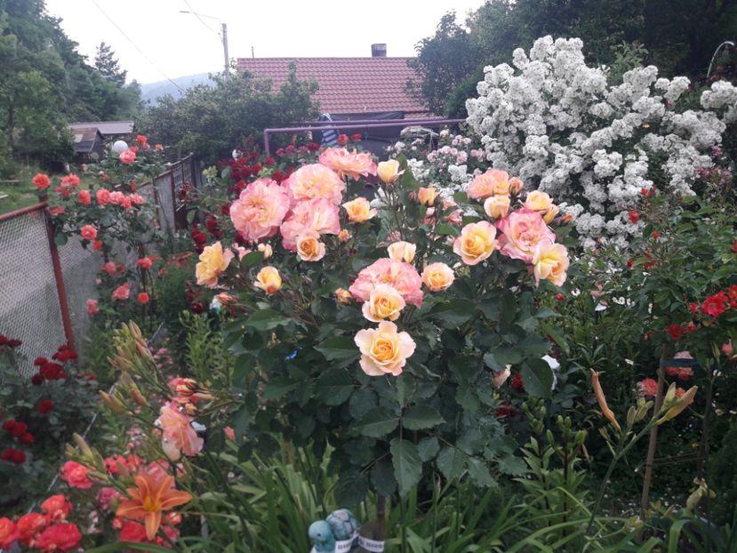  - TRANDAFIRI POMISORI -2025 -