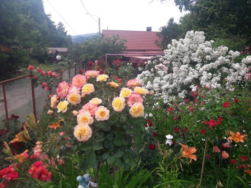  - TRANDAFIRI POMISORI -2025 -